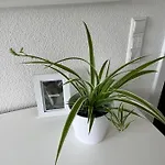 Apartman Stauffenberg